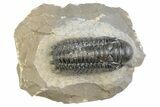 Detailed Crotalocephalina Trilobite Fossil - Atchana, Morocco #383415-3